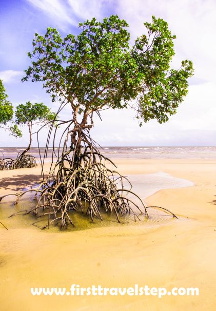 mangrove-9