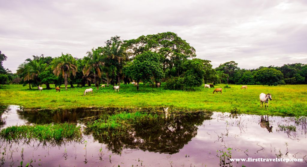 pantanal 2015-1-3